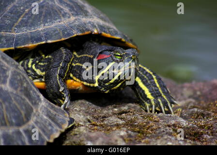 Rot-eared slider Stockfoto