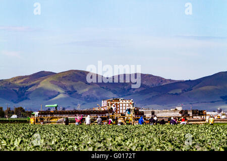 Landarbeiter mit einem mechanisierten Verpackungssystem in den Bereichen in Salinas Valley von Kalifornien USA Stockfoto