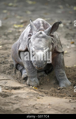 Große indische Nashorn Stockfoto