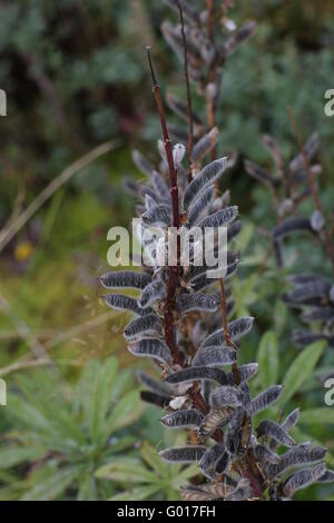 Früchte der Lupine (Lupinus). Stockfoto