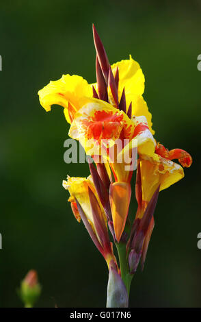 Eine Nahaufnahme einer Canna Lily Blume mit offenen Blütenblättern in