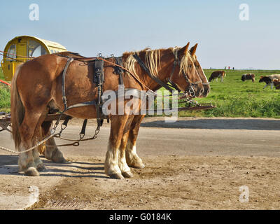 Coach Horses auf Hooge, Deutschland Stockfoto