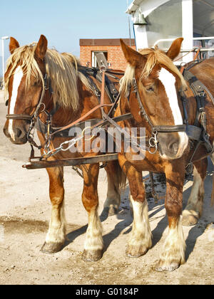Coach Horses auf Hooge Stockfoto