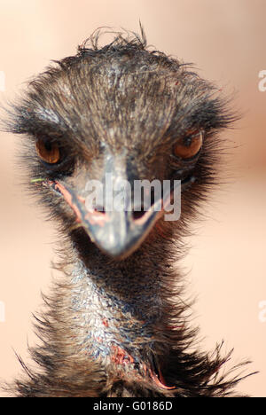 Emu Stockfoto