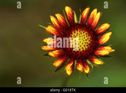 Decke-Blume Stockfoto