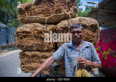 Große Mengen von trockenen Tabak laden in einem Buchwert in außerhalb von Dhaka, Bangladesch manikganj. Stockfoto