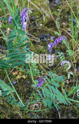 getuftete Wicke, Kuh Wicke, Vogel-Wicke, boreal Wicke Stockfoto