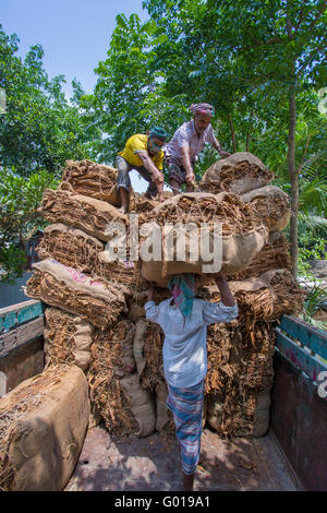 Große Mengen von trockenen Tabak laden in einem Lkw in außerhalb von Dhaka, Bangladesch manikganj. Stockfoto