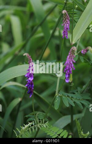 getuftete Wicke, Kuh Wicke, Vogel-Wicke, boreal Wicke Stockfoto