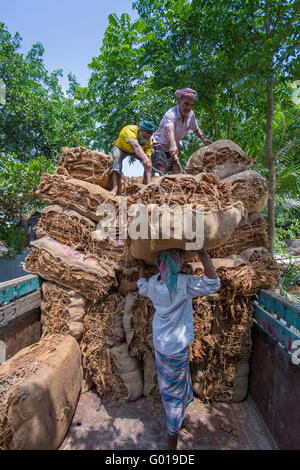 Große Mengen von trockenen Tabak laden in einem Lkw in außerhalb von Dhaka, Bangladesch manikganj. Stockfoto