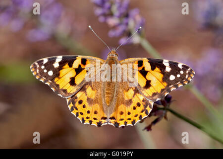 Distelfalter in Lavendel Stockfoto