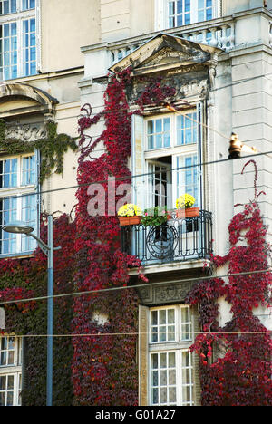 Efeu an Fenster, Fragment von Belgrad Architektur Stockfoto