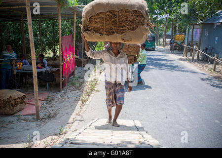 Ein Arbeiter tragen viele Tabaksorten außerhalb von Dhaka, Bangladesch, vatara manikganj. Stockfoto