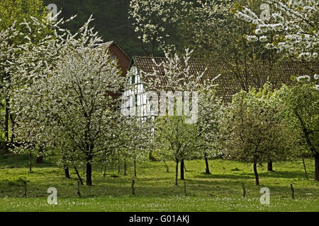 Fachwerkhaus mit Kirschblüte im April in Holperdorp, Tecklenburger Land, Nordrhein-Westfalen, Deutschland Stockfoto