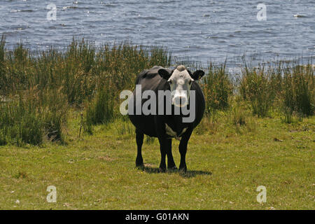 Kuh auf Bodmin Moor, Colli Ford Lake, Cornwall, Südwestengland - schwarze Kuh mit weißen Gesicht bei der Colli Ford See, Cornwall, E Stockfoto