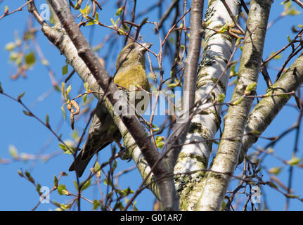 Weibliche gegenwechsel (Loxia curvirostra) Ernährung hoch in Birke in Surrey, England Stockfoto