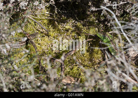 Zwei männliche Zauneidechsen (Lacerta Agilis) posieren mit Zucht Farben hellgrün und Ablösung der Haut Stockfoto