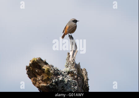 Männliche Gartenrotschwanz (Phoenicurus Phoenicurus) alten Flechten bedeckten Baum gehockt Stockfoto