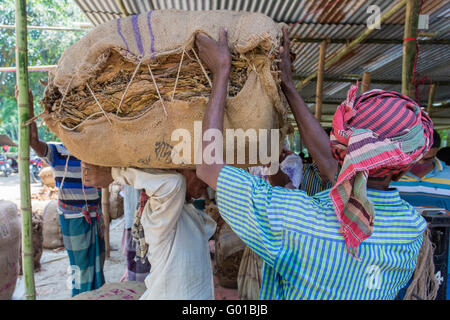 Ein Tabak Arbeiter tragen viele Tabaksorten außerhalb von Dhaka, Bangladesch, vatara manikganj. Stockfoto