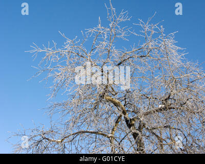 Spitze der Baum mit Raureif auf blauen Himmelshintergrund Stockfoto