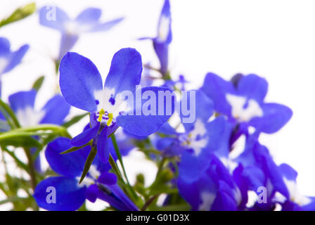 Schöne Blumen (Lobelia). Makroaufnahme auf weißen Studio-Hintergrund Stockfoto