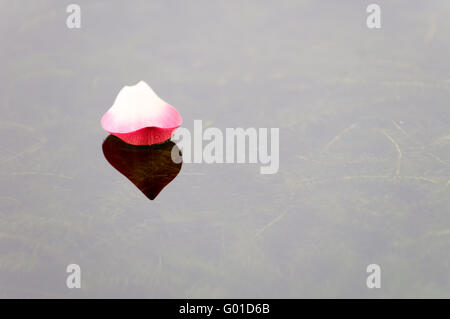 Nahaufnahme von rosa Lotus Petal über Wasser schweben Stockfoto