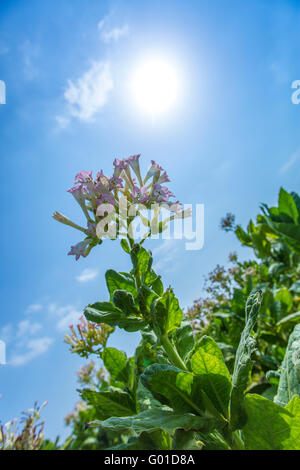 Rosa Blüten der Tabakpflanze glänzen in der späten Nachmittagssonne. Stockfoto