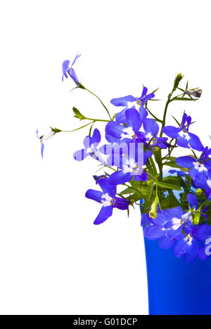 Schöne Blumen in blauer Vase auf Studio (Lobelia) weißer Hintergrund Stockfoto