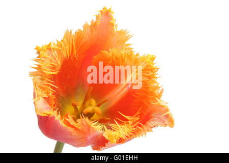 Spring Flower - orange Tulpe. Lambada Sorte. Isoliert auf weiss Stockfoto