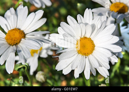 Nahaufnahme des großen weißen Ochsen-Auge Margeriten (Leucanthemum Vulgare) Stockfoto