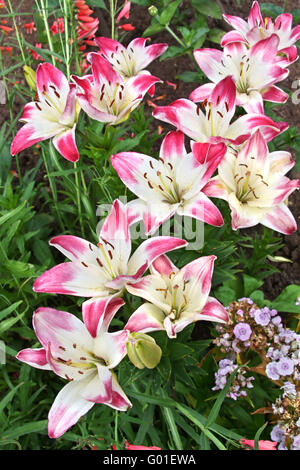 Mehrfarbige rosa und weißen Lilien im Garten Stockfoto