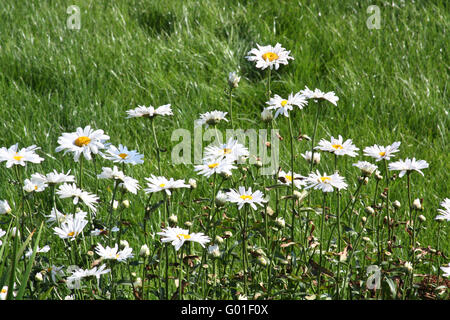 Großen weißen Ochsen-Auge Margeriten (Leucanthemum Vulgare) Wiese Stockfoto