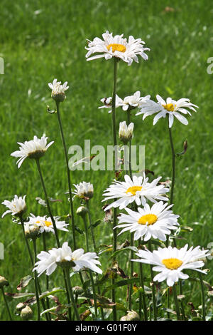 Großen weißen Ochsen-Auge Margeriten (Leucanthemum Vulgare) Wiese Stockfoto