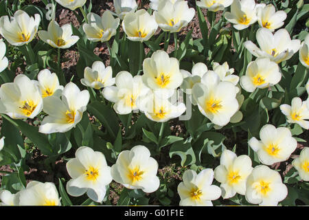 Frühling Blumen - weiße Tulpen im Beet. Purissima Vielfalt Stockfoto