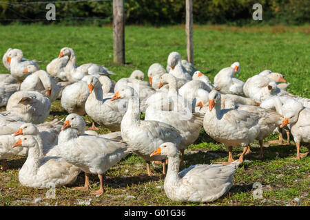 Gänse-Schar Weiden auf grünen Rasen auf Bauernhof Stockfoto