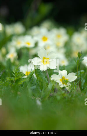 Primula Vulgaris. Wilde Blumen Primrose Stockfoto