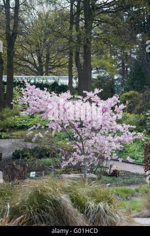 Prunus prämiert. Blühender Kirschbaum im RHS Wisley Gardens, Surrey, England Stockfoto