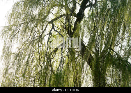 Salix Babylonica "Pendel". Weeping Willow tree Stockfoto