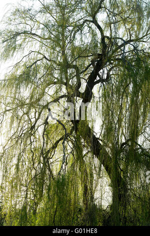 Salix Babylonica "Pendel". Weeping Willow tree Stockfoto