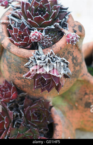 Sempervivum. Hauswurz Pflanzen in Töpfen in Frühling Frost bedeckt Stockfoto