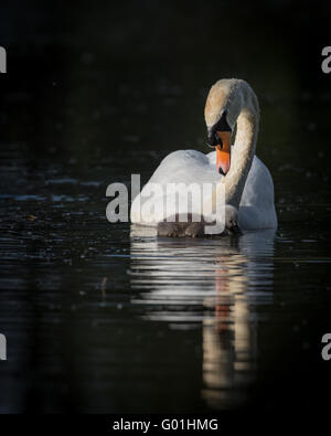 einzelne Schwan und cygnet Stockfoto