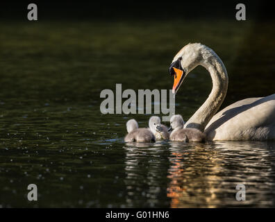 Schwan mit drei Cygnets in eine Einheit der Familie Stockfoto