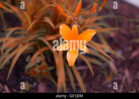 Crocosmia 'Orange Devil' Blume Stockfoto