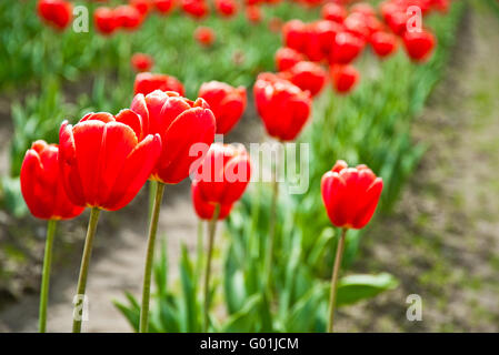 Rote Tulpen im Skagit Valley Stockfoto