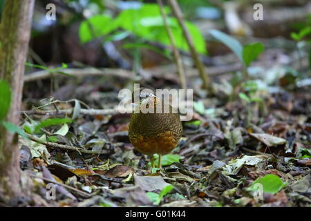 Grün-legged Rebhuhn oder Scaly-breasted Partridge (Arborophila Chloropus) in Süd-Thailand Stockfoto