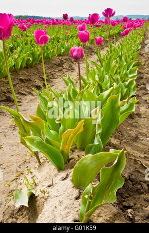 Rosa Tulpen im Skagit Valley Stockfoto