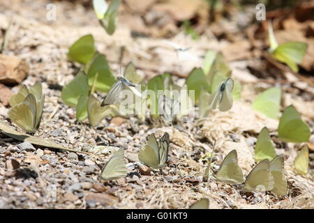 Schmetterlinge in Thailand Stockfoto