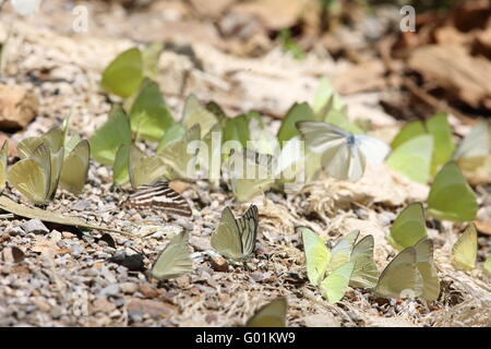 Schmetterlinge in Thailand Stockfoto