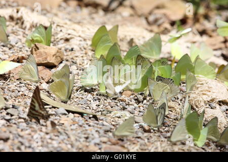 Schmetterlinge in Thailand Stockfoto