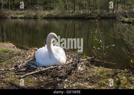 Ein Schwan sitzt auf seinem Nest an einem sonnigen Frühlingstag im Norden Englands. Stockfoto